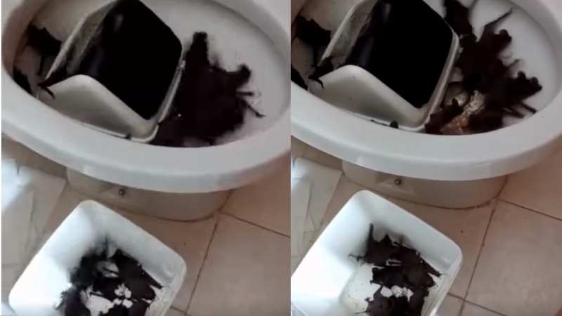 Llegó una invasión de murciélagos a Trelew