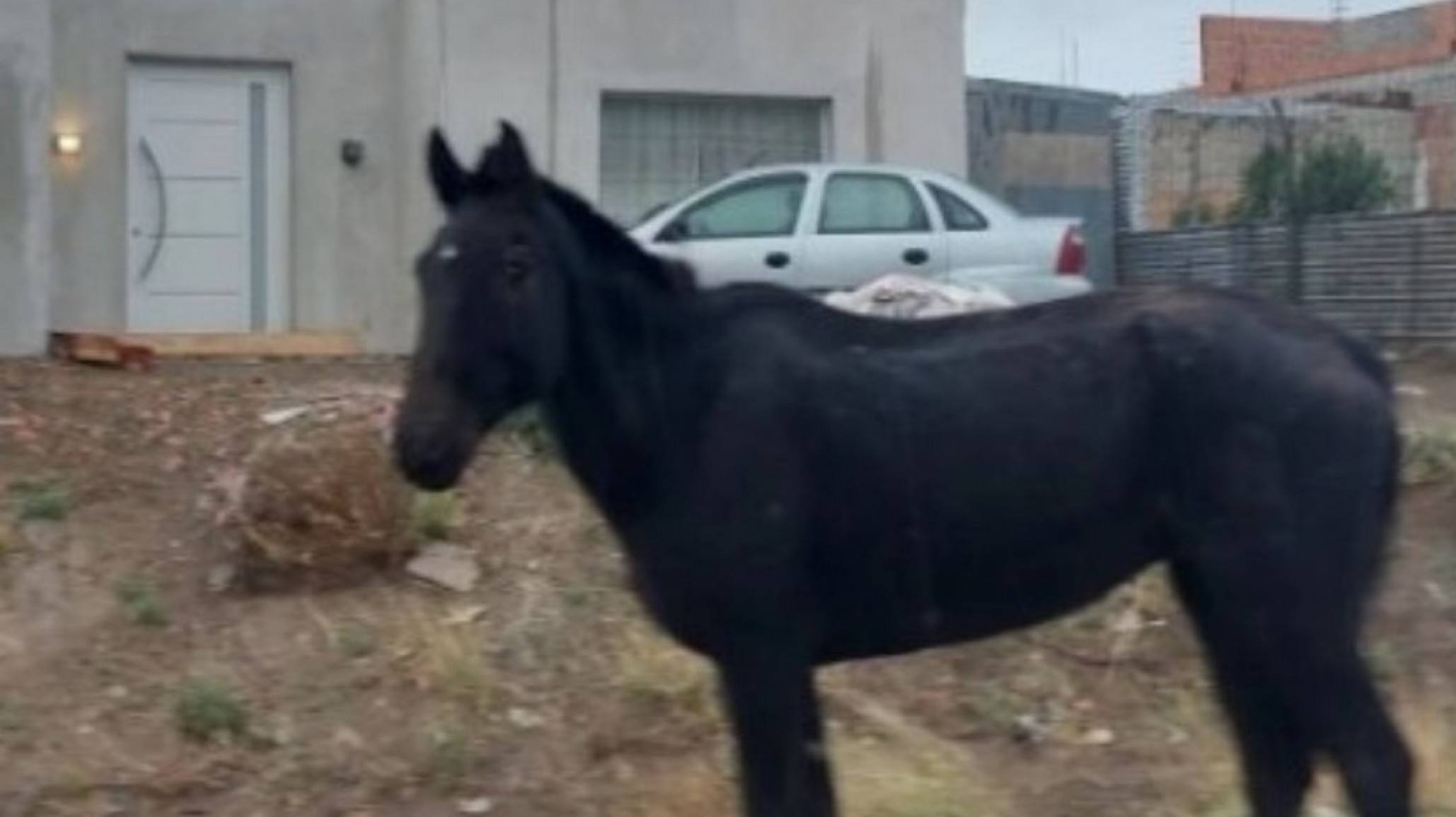 Advierten sobre caballos sueltos en Camino Roque González "son más de 10"
