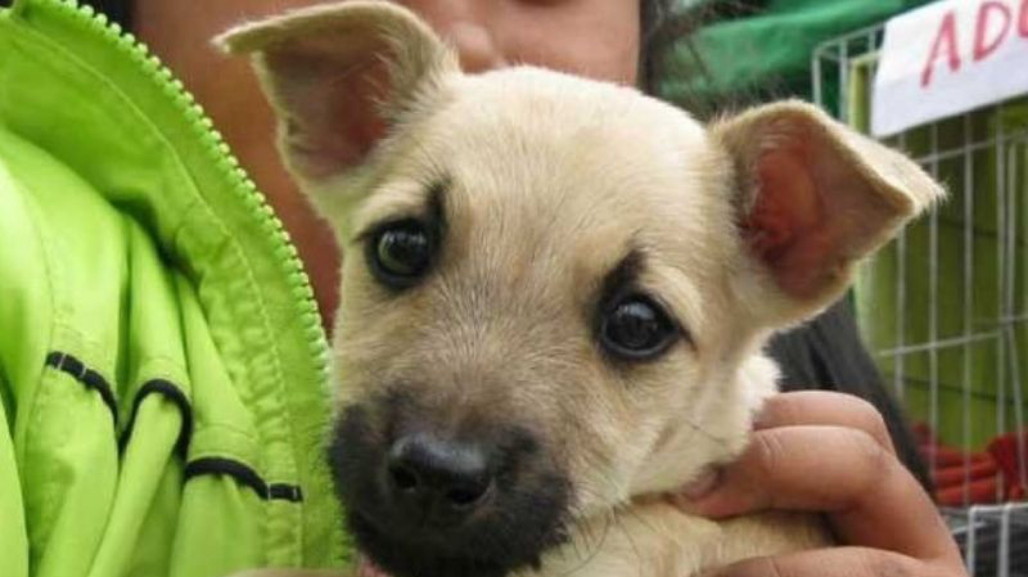 El Municipio trabaja en acciones positivas para la tenencia responsable de mascotas