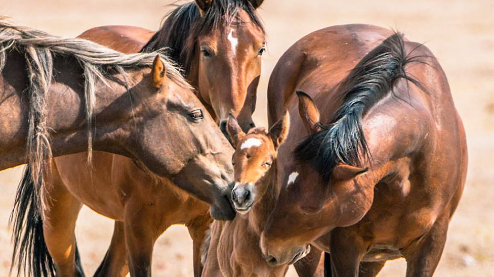 Primer brote de encefalomielitis equina en Chubut