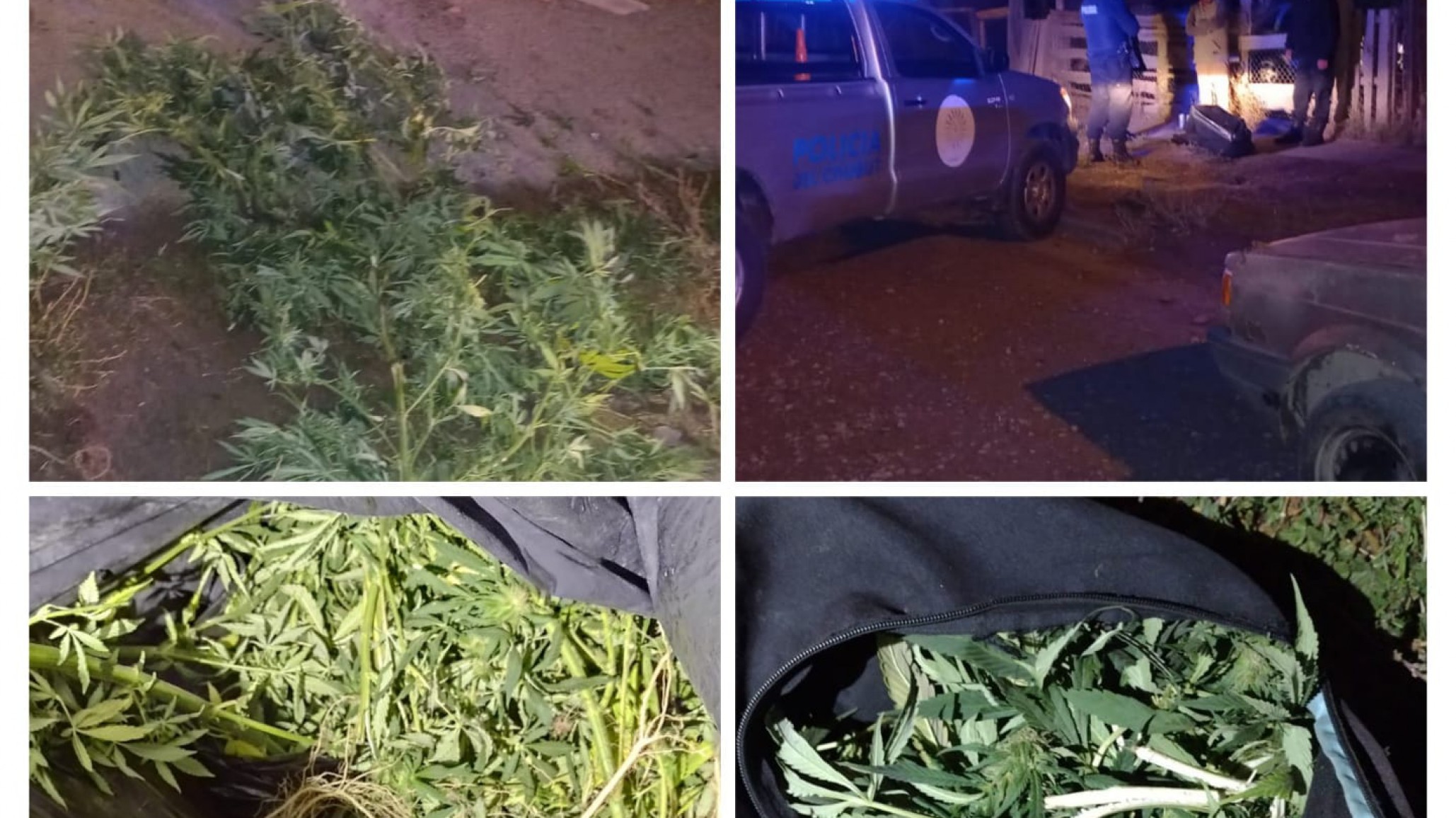 Llevaba plantas de marihuana de 2 metros de alto y lo descubrieron por el olor