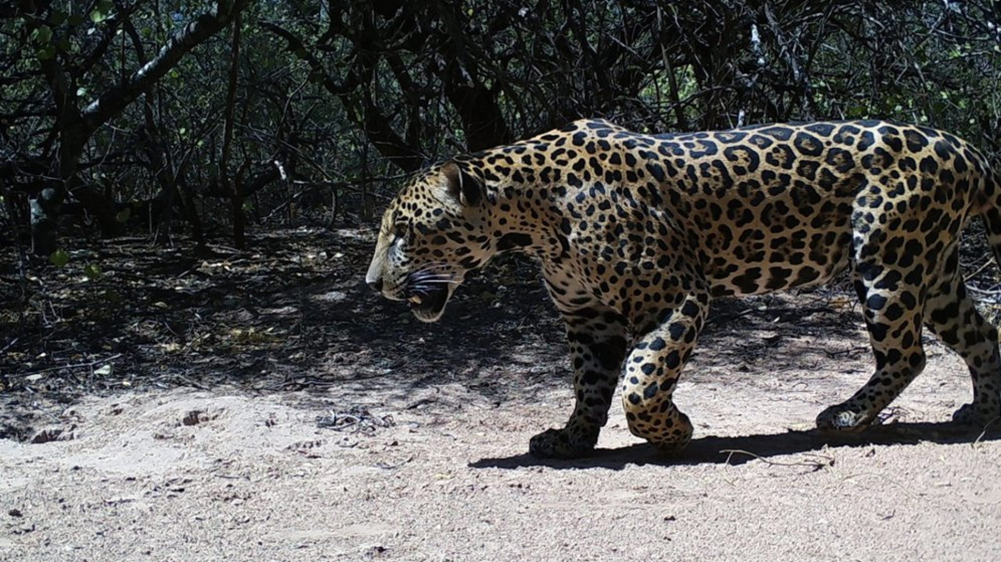 Encuentran un yaguareté en peligro de extinción y abren un concurso para elegir el nombre