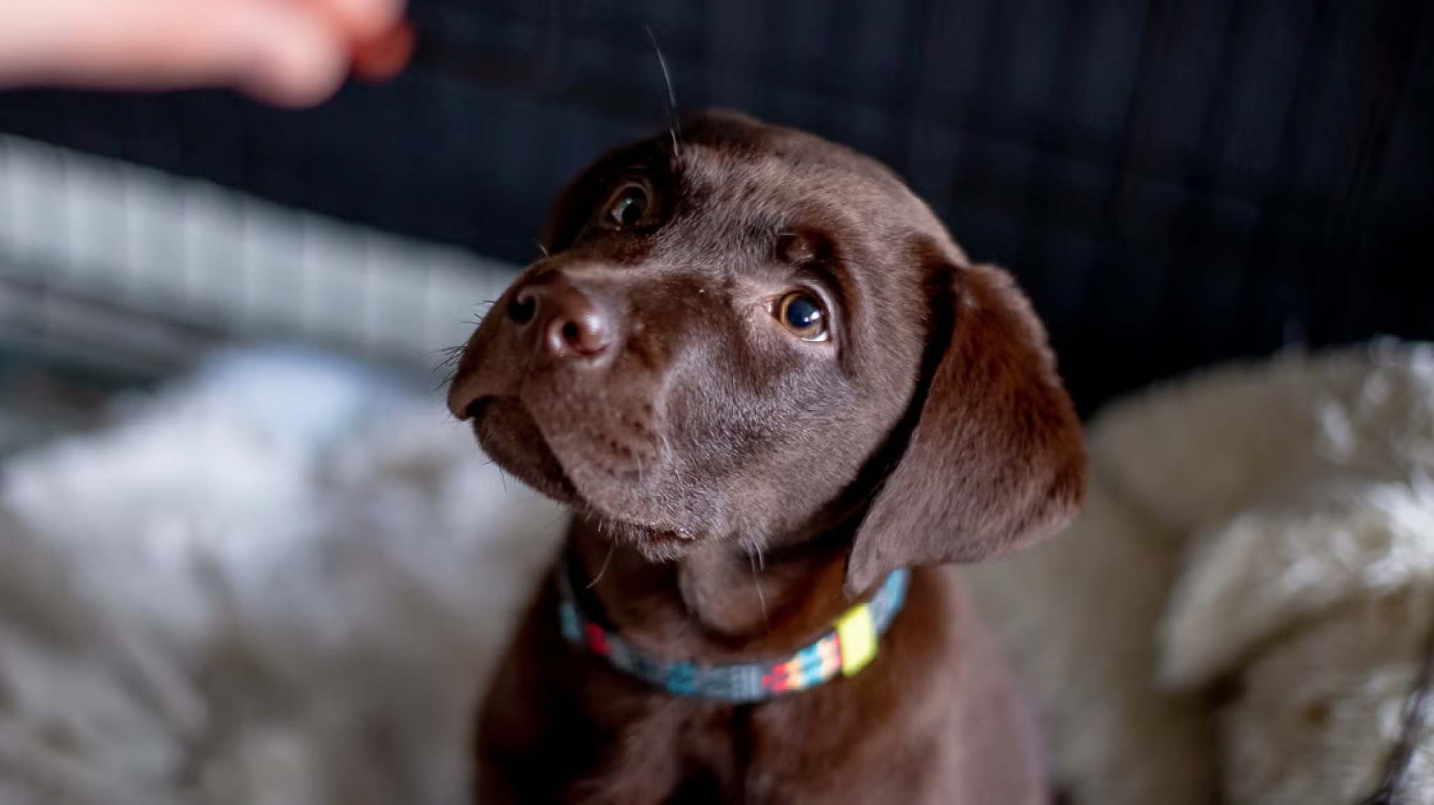 Padre en Bariloche deberá contribuir con los gastos de manutención de la mascota