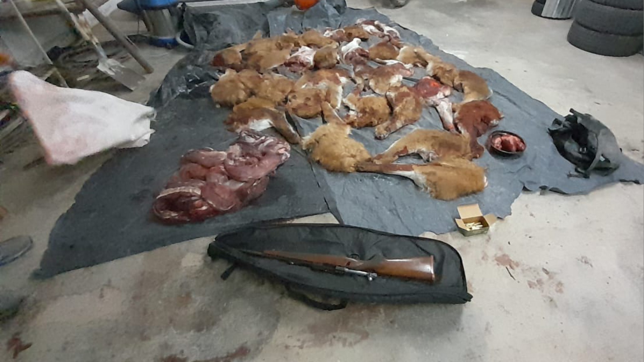 Concejal suplente de Loyola escapó de la policía y fue atrapada con armas y carne de guanaco