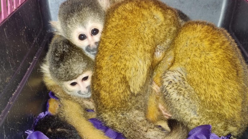 Rescataron crías de mono que eran transportadas ilegalmente por un camionero