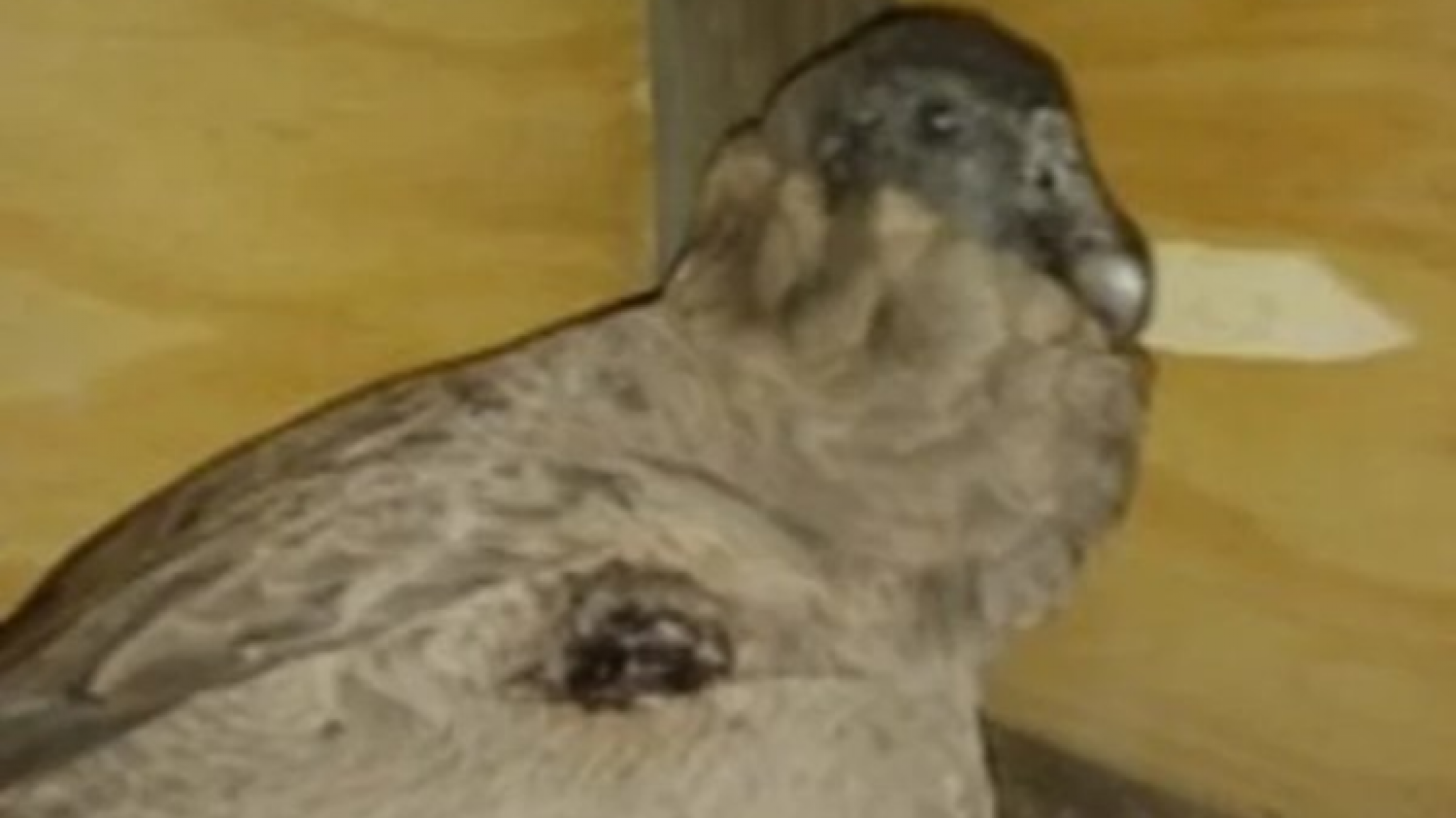 Falleció el cóndor "Sumaq" que fue rescatada en Esquel