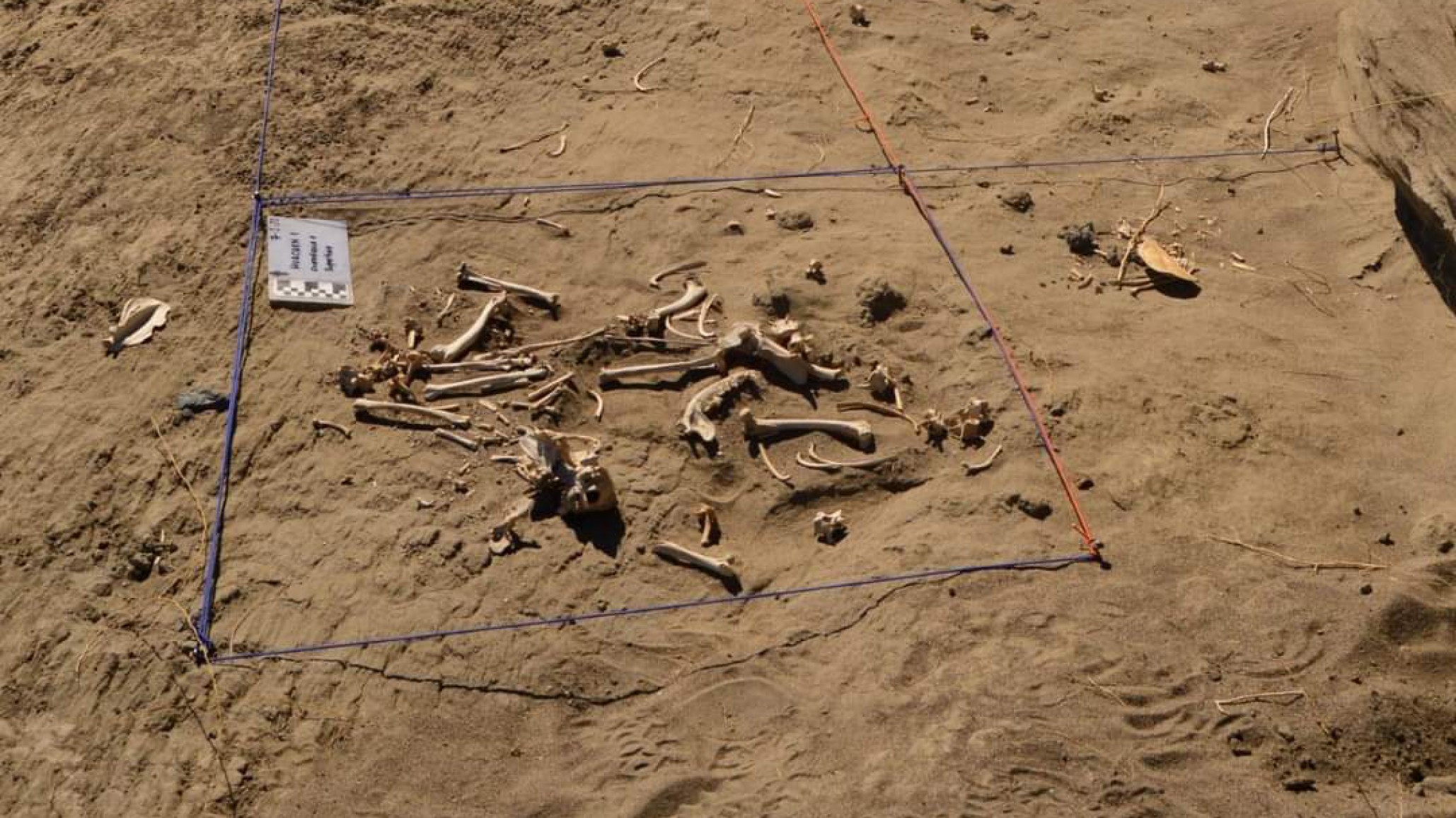 Lago Colhué Huapi: hallan los restos del que sería el primer perro de América del Sur