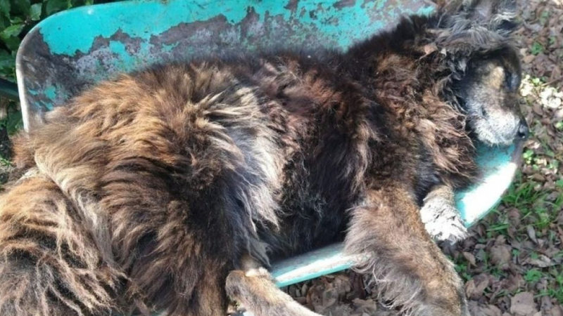 Horror en Sierra Chica: Vecinos denunciaron el envenenamiento de más de 30 perros