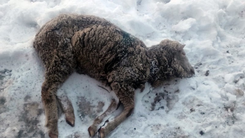 Sebastián Astiz: "Creemos que hay un 30% de mortandad animal en los campos de Chubut"