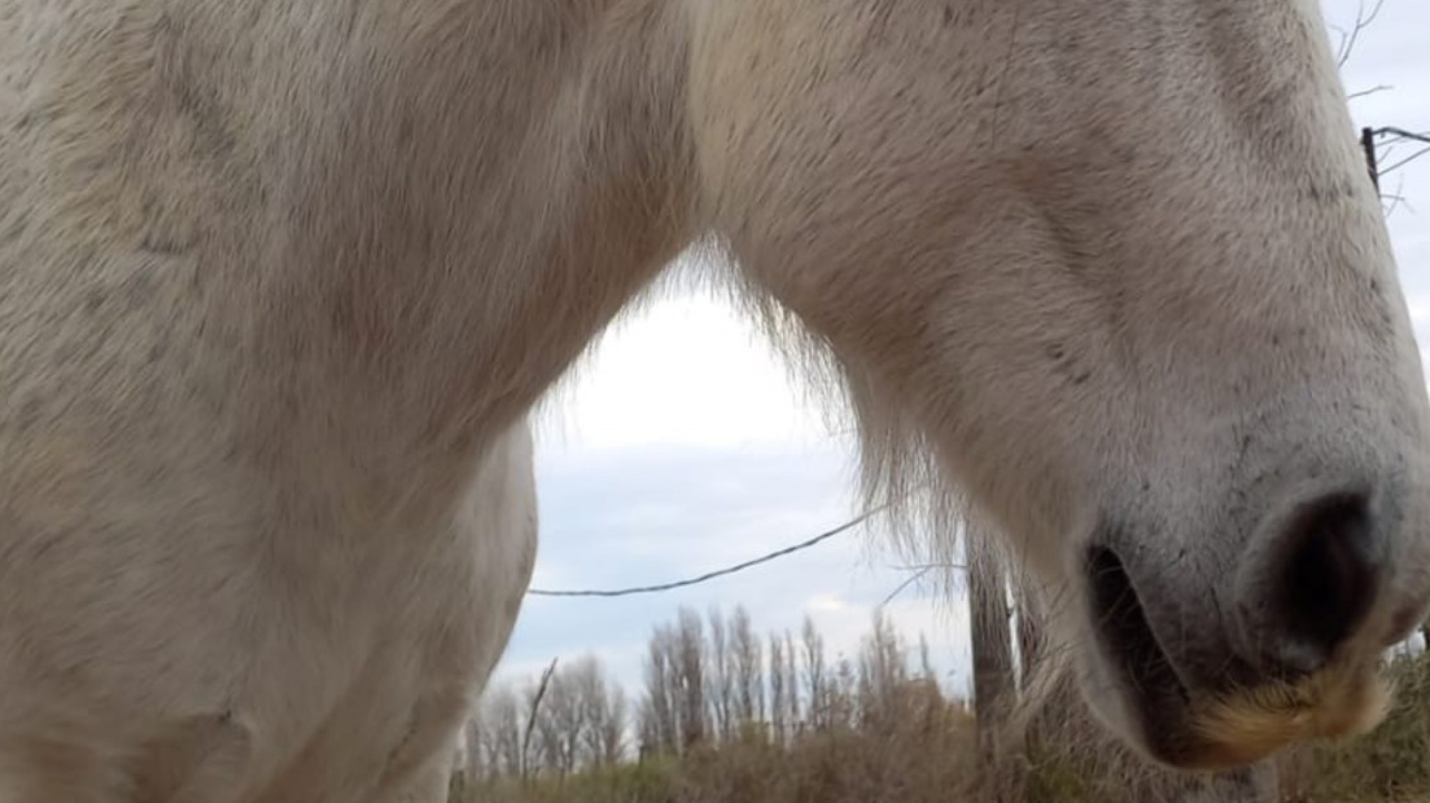 Encontraron muerto a "Carlitos", un caballo para equinoterapia al que secuestraron y mataron