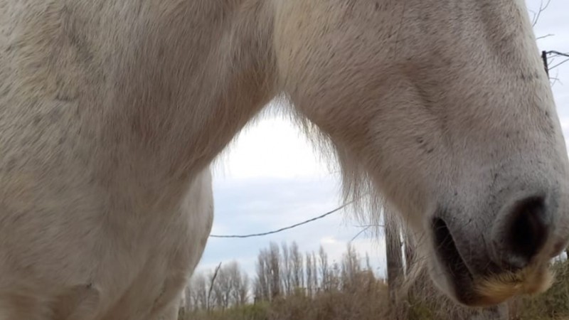 Encontraron muerto a "Carlitos", un caballo para equinoterapia al que secuestraron y mataron