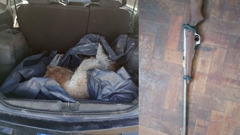 Caza furtiva frustrada: Detuvieron a un cazador con arma y hallaron a un guanaco muerto en el baúl