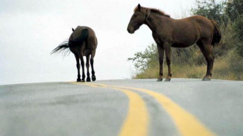 Aprobaron ordenanza para regular la circulación y tenencia responsable de equinos