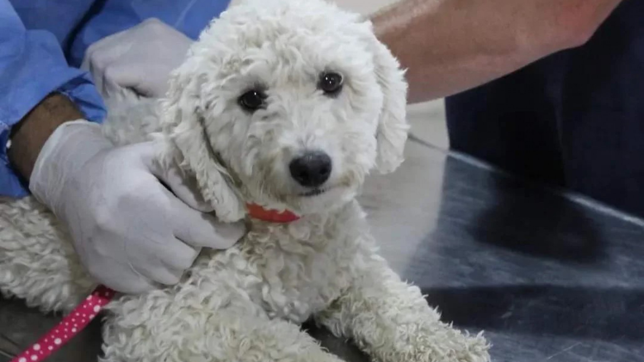 A partir del lunes, el tráiler de castración estará en el barrio Don Bosco