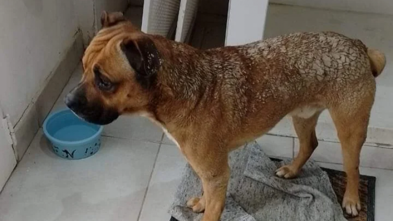 Barrio Laprida: Su vecina le arrojó agua hirviendo a su perro