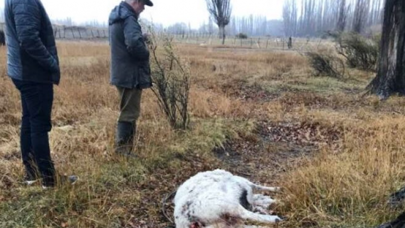 Sarmiento: por los graves problemas con perros sueltos, un productor cerrará su campo