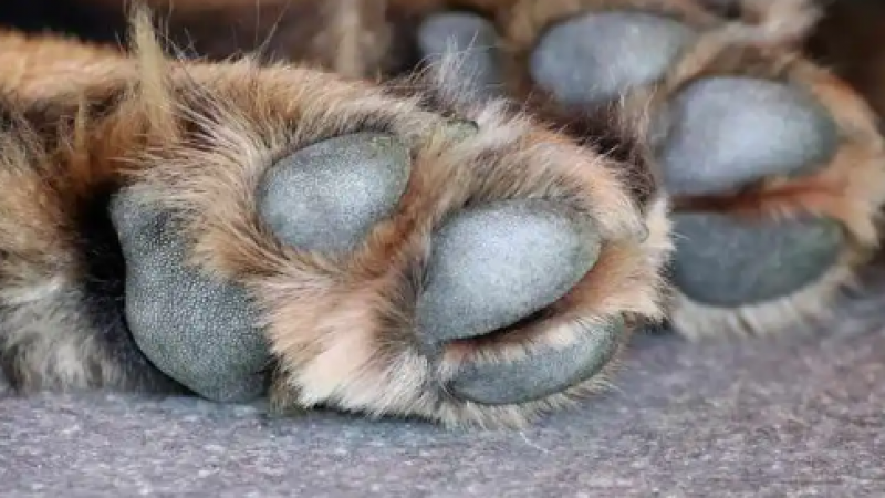 Dueño disparó y mató al perro de su inquilino tras exigirle el pago de alquiler atrasado