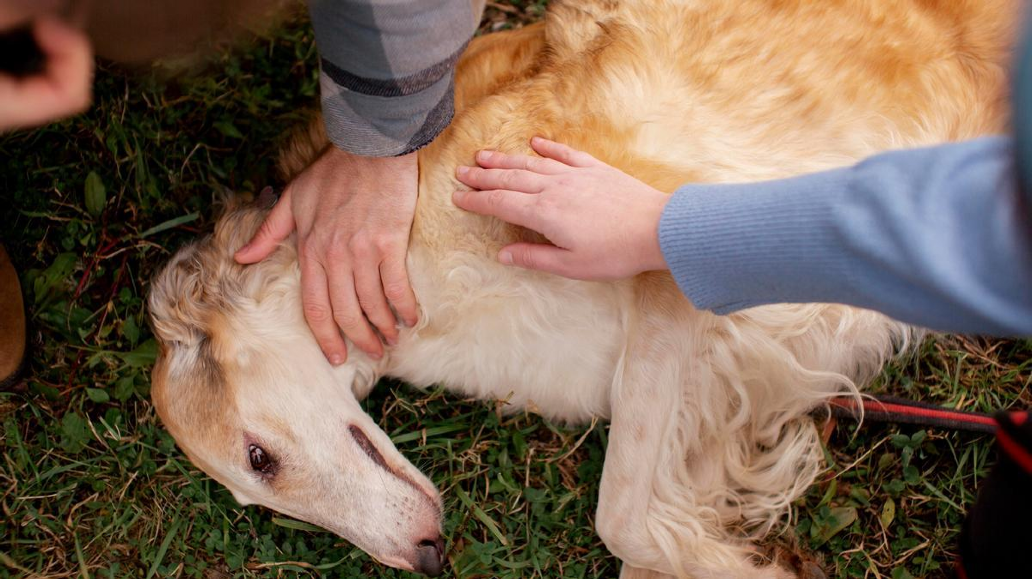 Horror en un parque de Buenos Aires: envenenan perros con albóndigas
