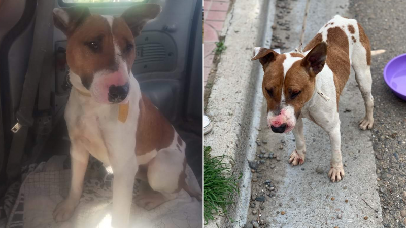Alerta en Comodoro: Un perro de pelea quedó suelto en la calle