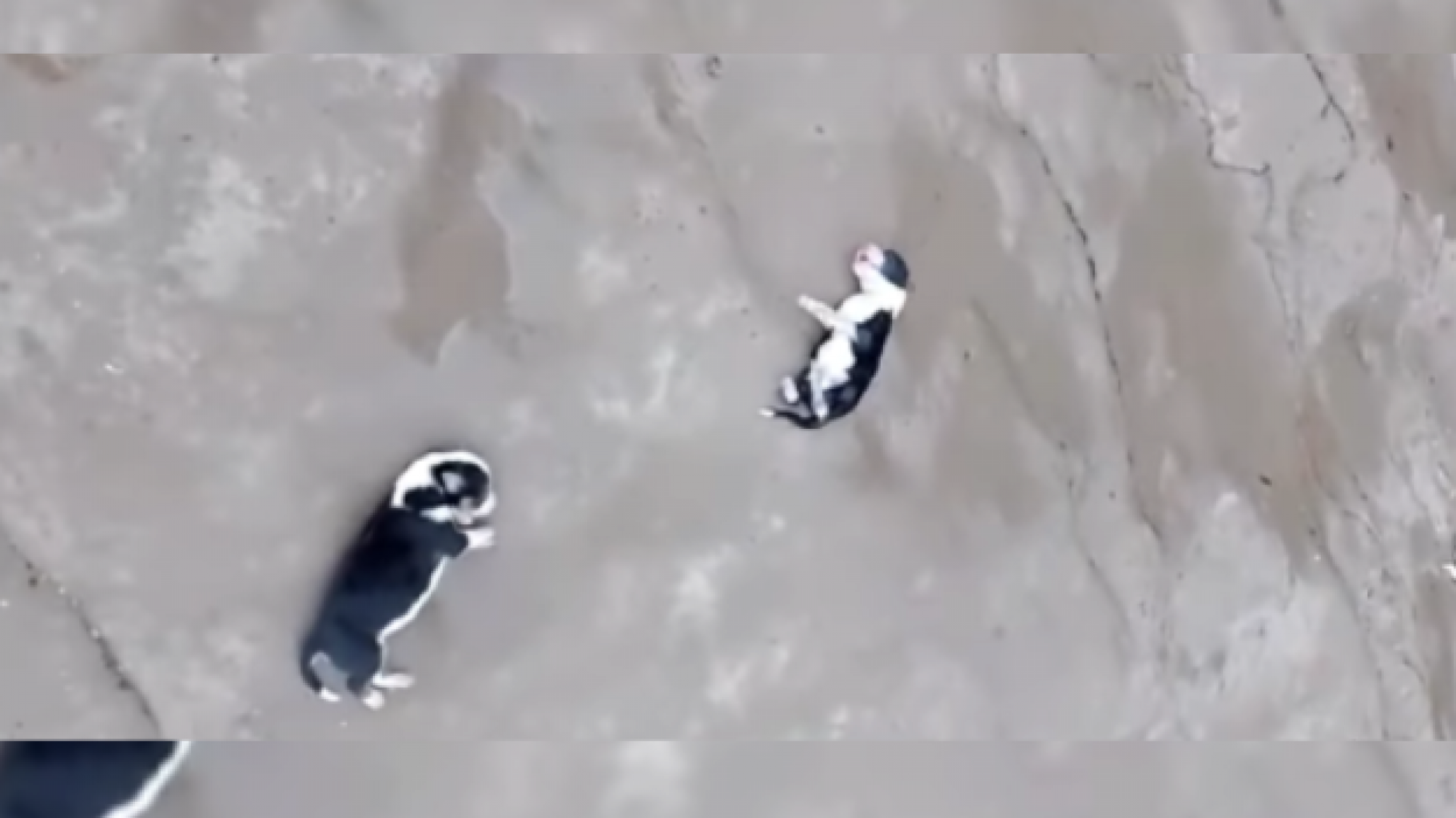 Indignación: murieron ocho cachorros tras ser arrojados por un acantilado