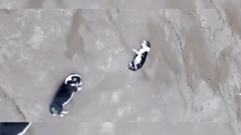 Indignación: murieron ocho cachorros tras ser arrojados por un acantilado