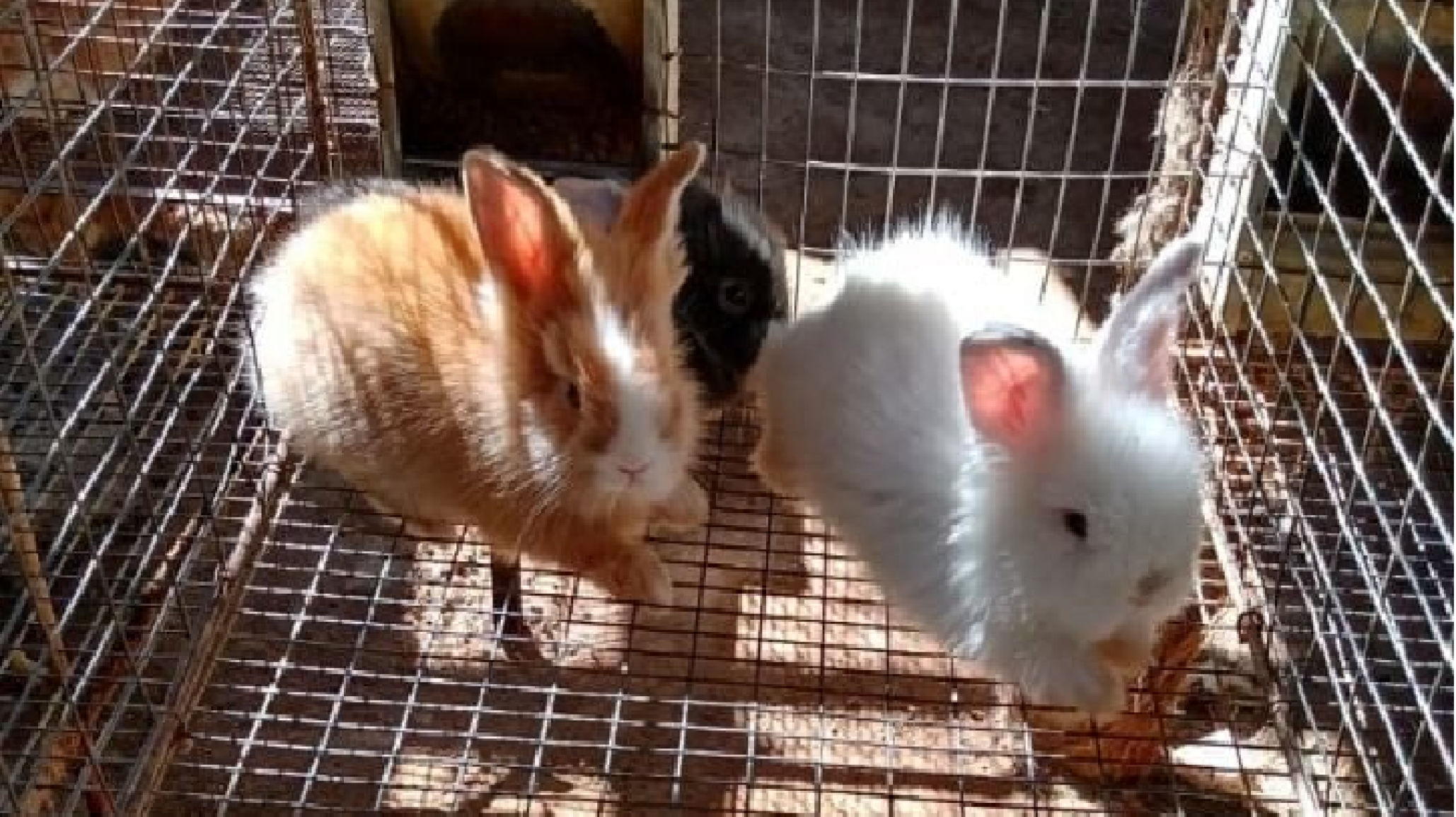 SENASA habilita la importación de hasta cinco conejos por persona