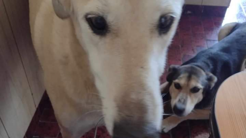 Su dueño murió y desalojarán la casa: buscan un hogar para dos perritos en Comodoro