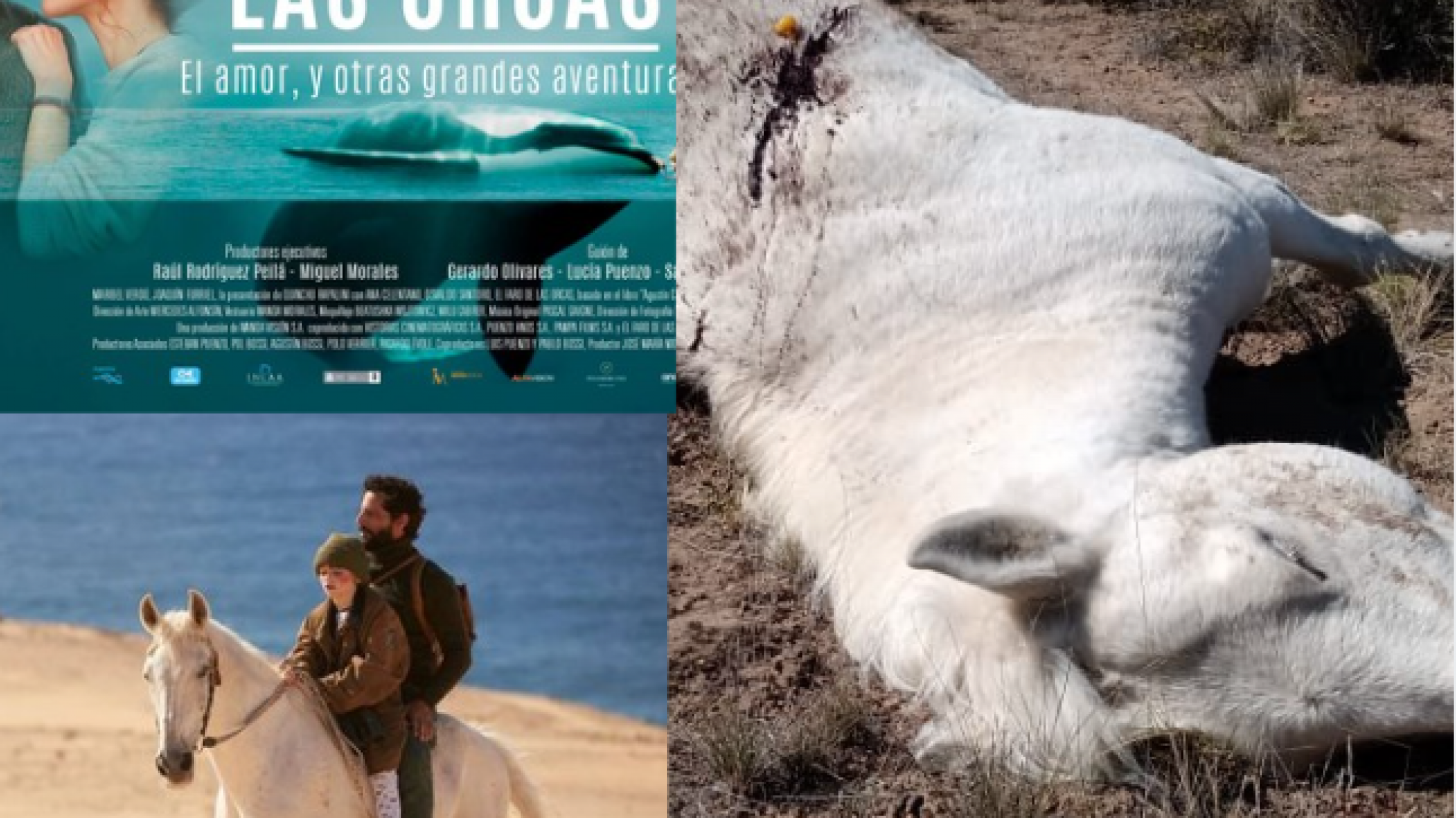 El caballo asesinado de un balazo era Tordo, de "El Faro de las Orcas"