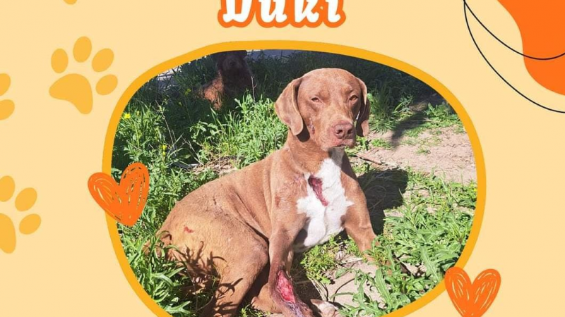 Solicitan ayuda para "Duki", el perro atropellado y abandonado en la calle