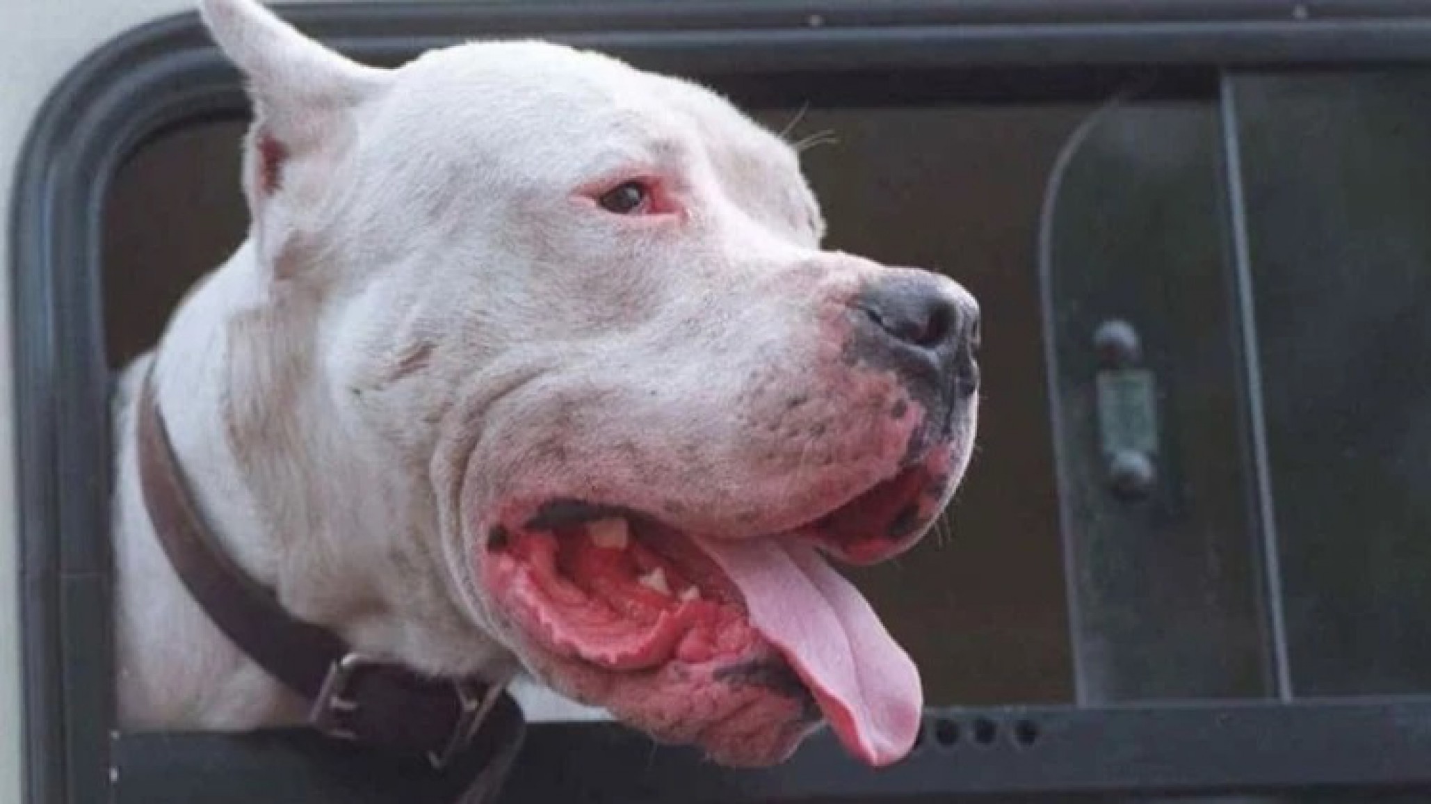 Salvaje ataque en Jujuy: Usaron un dogo argentino como arma en un robo