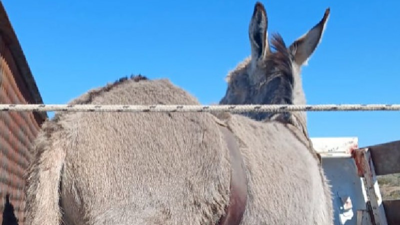 Transportaba un burro sin documentación y terminó detenido por personal policial de Comodoro