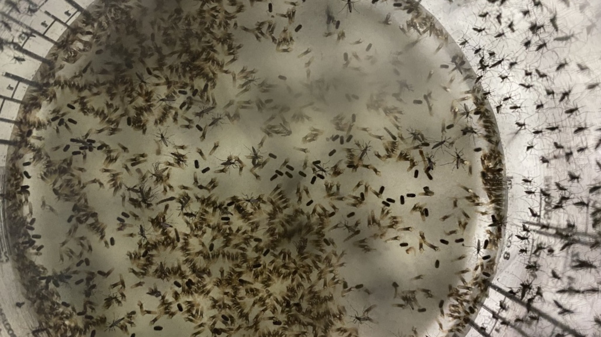 Mendoza libera 10 mil mosquitos rojos para combatir el dengue