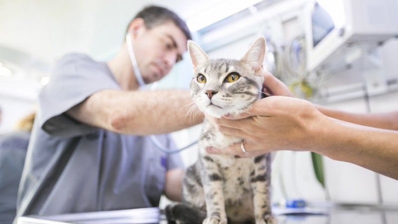 Campaña de castración en el barrio San Cayetano