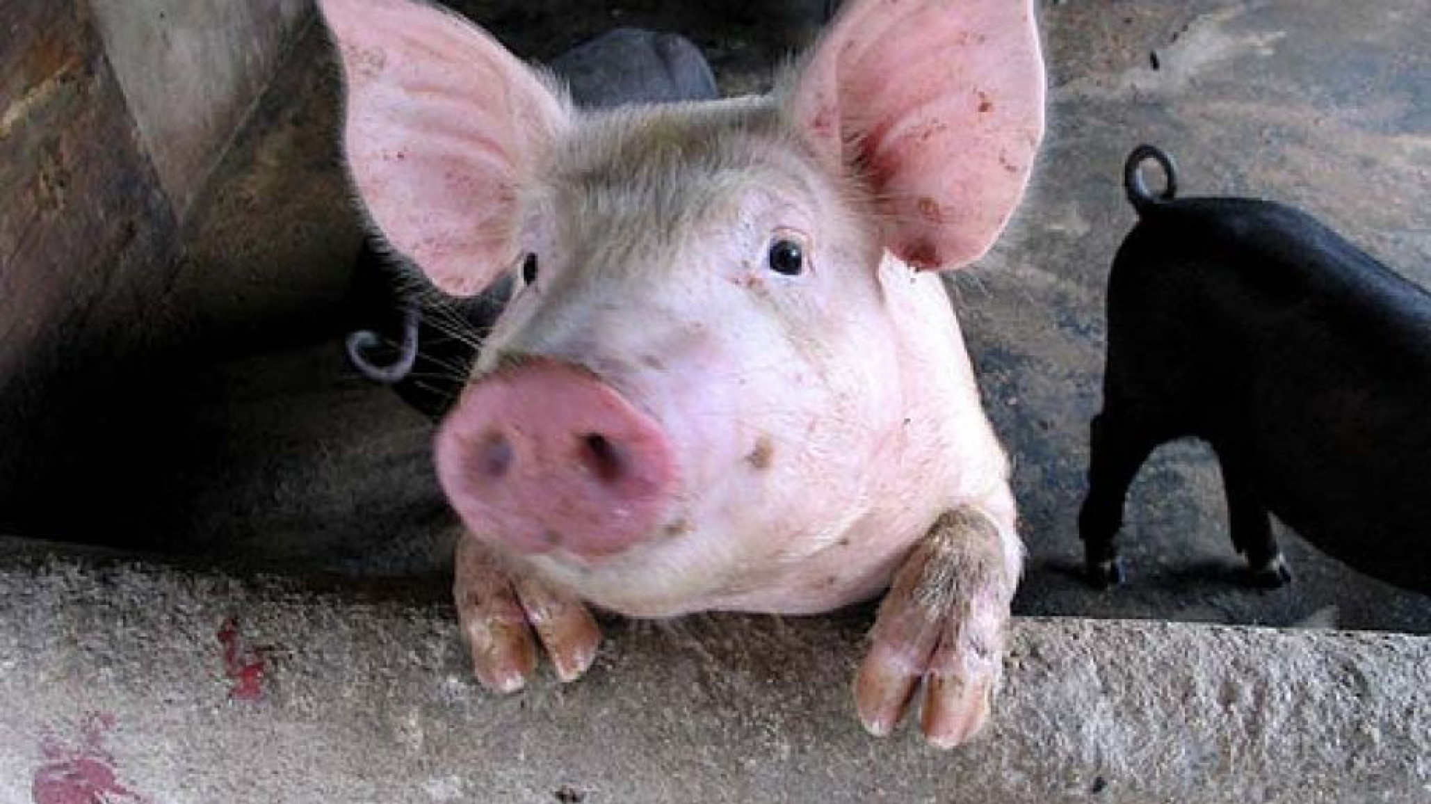 Alarma sanitaria en Córdoba: 41 casos de triquinosis