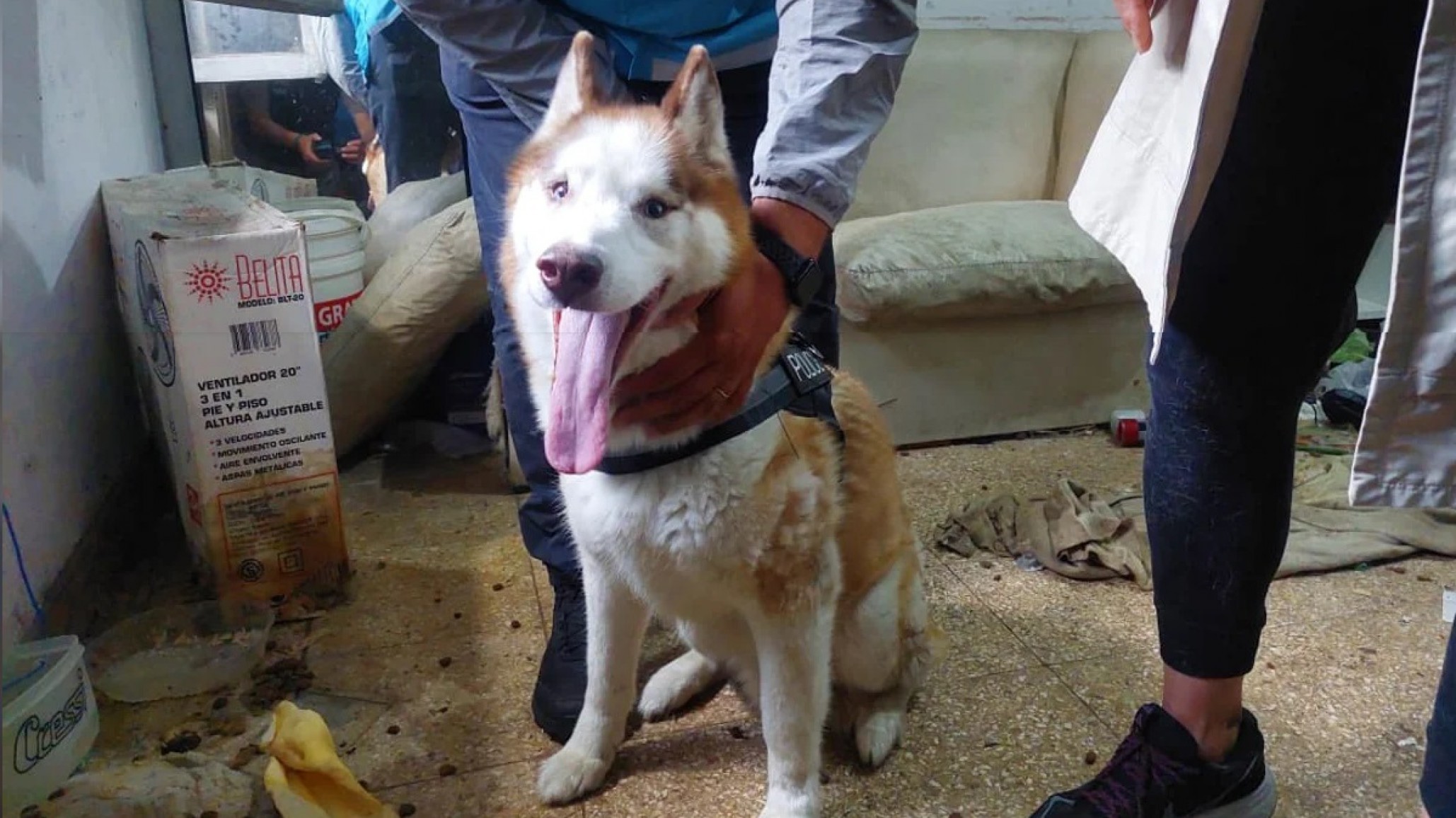 Vecinos rescataron a un perro abandonado sin agua ni comida