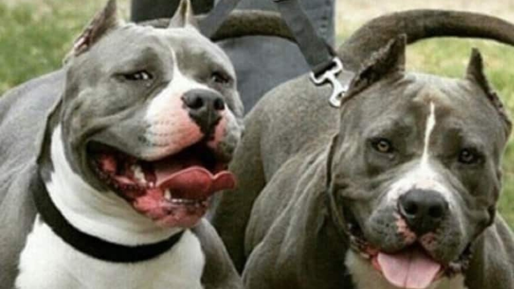 Dos hermanos fueron víctimas de un brutal ataque de pitbulls en Centenario: uno lucha por su vida