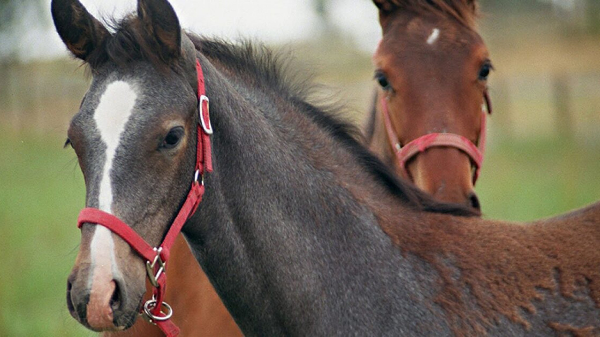 Mató a una yegua en la Ruta 61 y ahora deberá pagar una suma millonaria