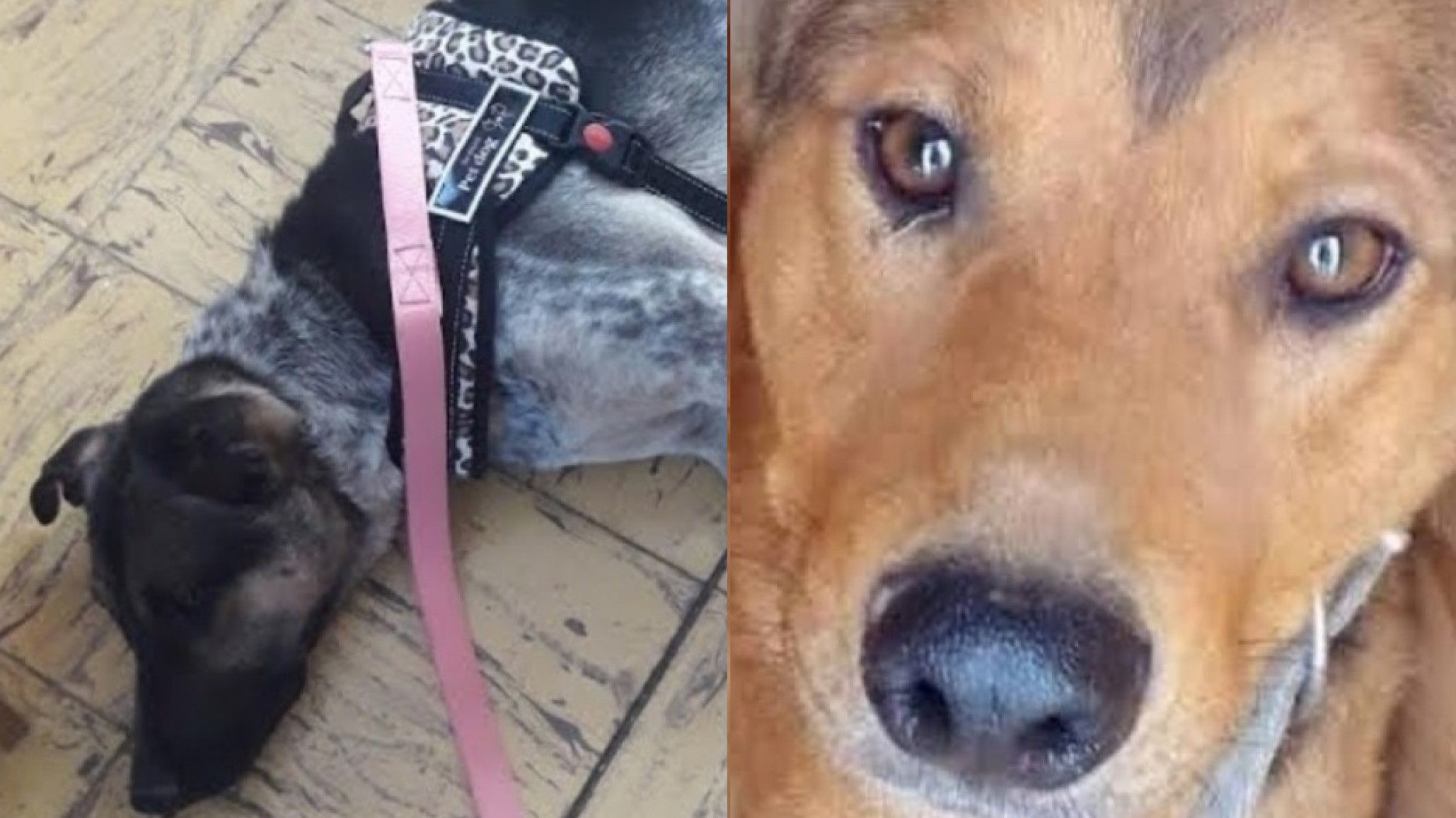 Dos perritos quedaron sin un hogar tras el fallecimiento de su dueña