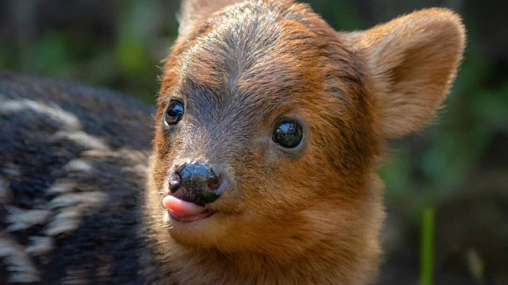 ¡Sorpresa en Los Alerces! Visitante captó la imagen de un pequeño pudú