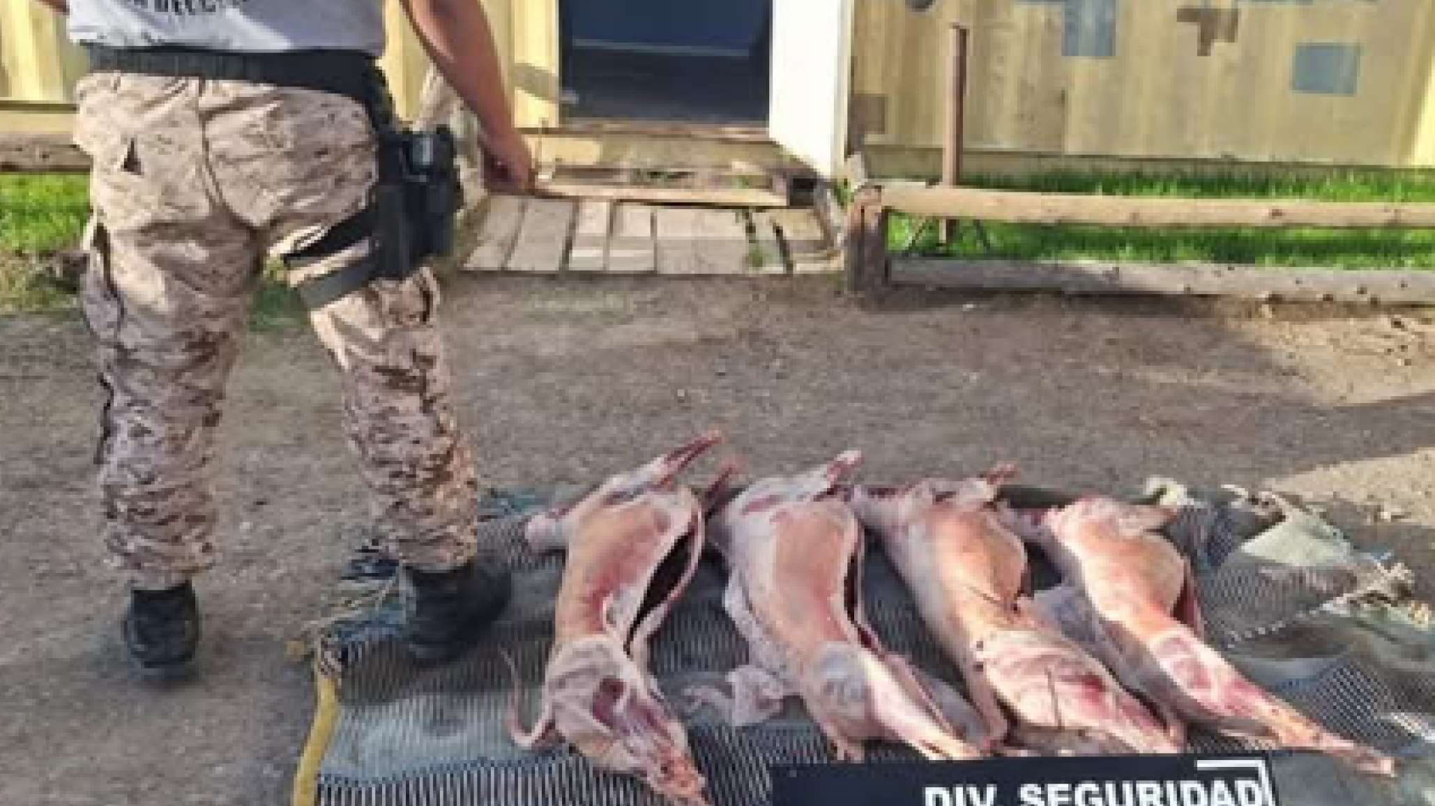 Incautaron cuatro corderos no aptos para el consumo en un control