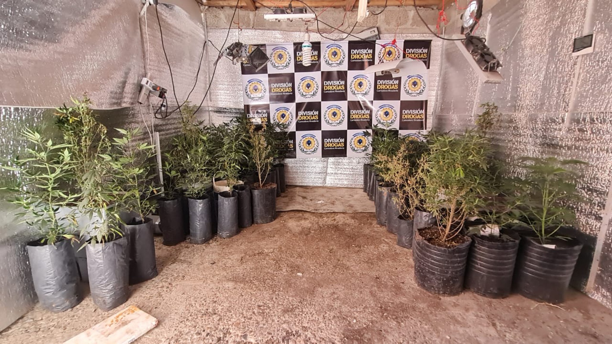 Allanamiento en Km 5: secuestraron más de 650 plantas de marihuana