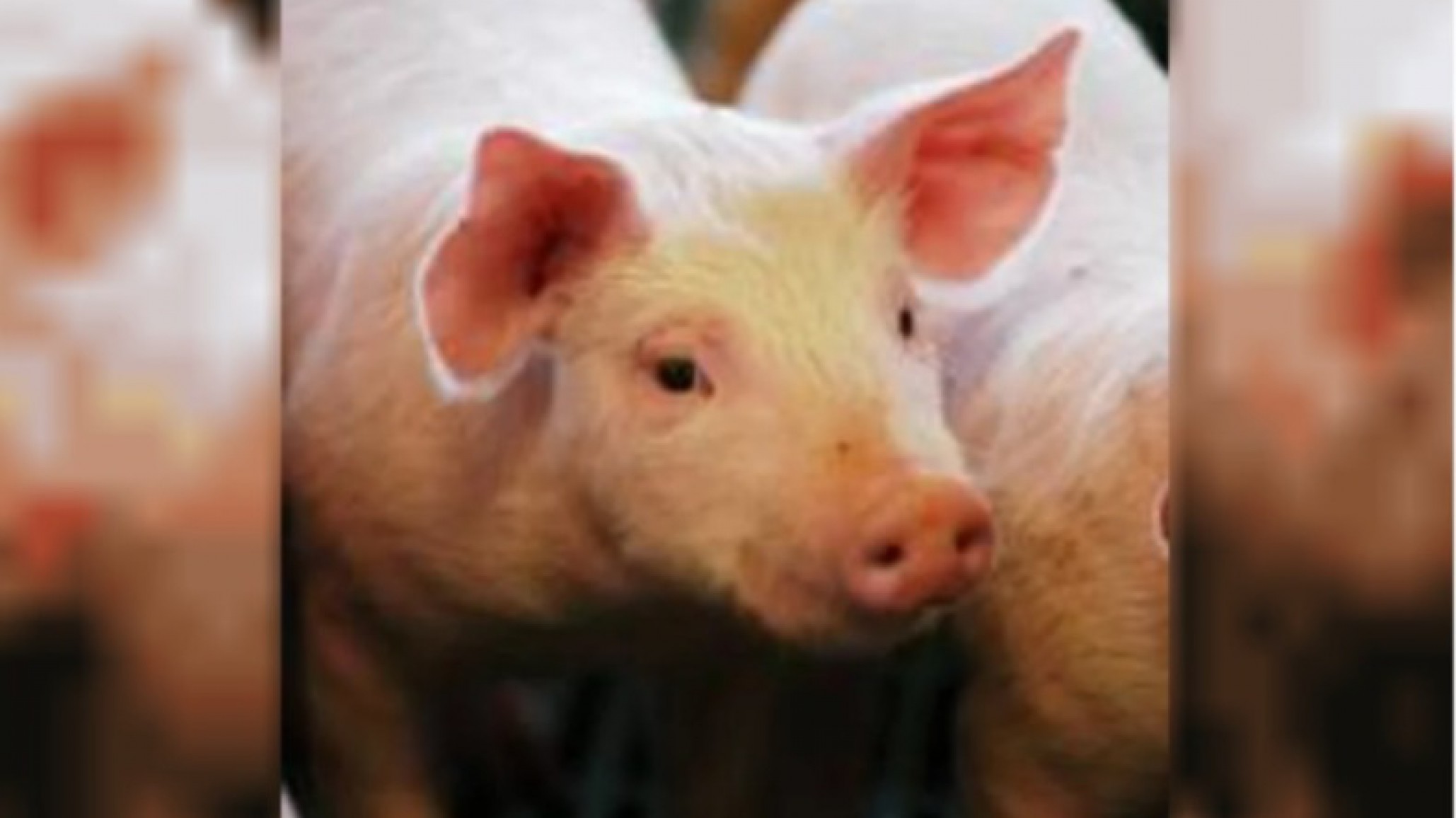 Autorizan tres nuevas vacunas para cerdos y pollos