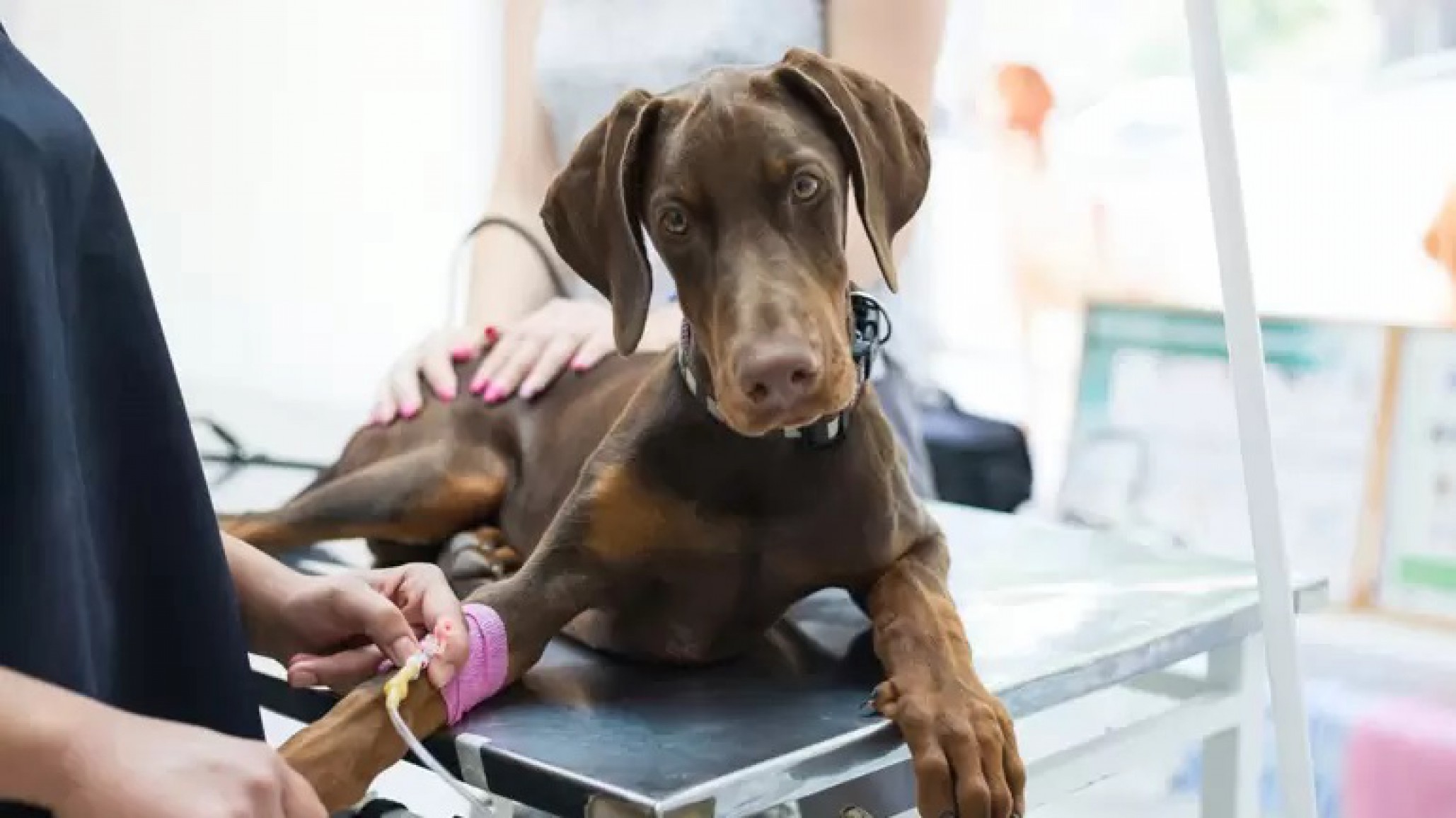 El trailer veterinario de esterilización para mascotas se traslada a Bella Vista Sur