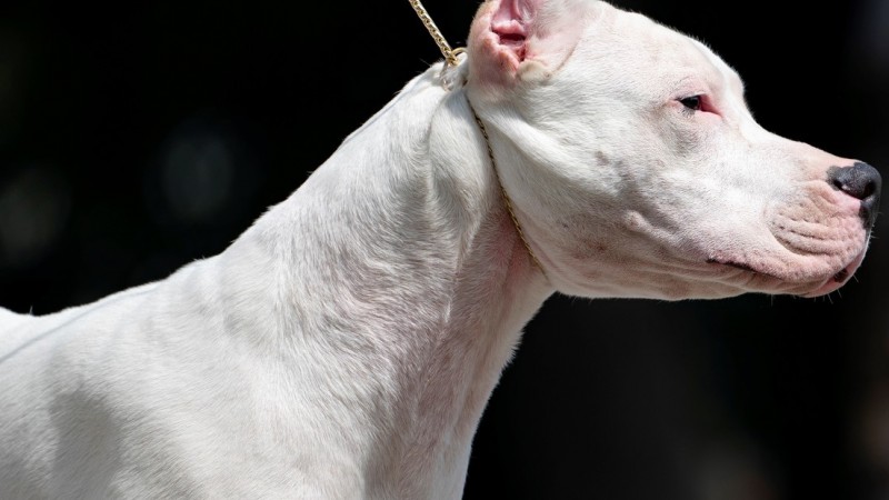Bahía Blanca: Una mujer de 70 años esperaba atención médica y fue atacada por un dogo
