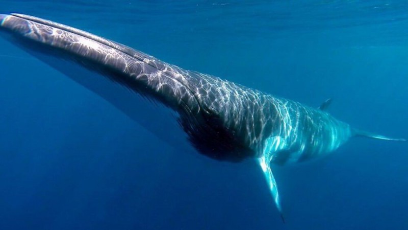 Importaban ilegalmente 720.000 kilos de carne de ballena y utilizaban comida de perro como fachada