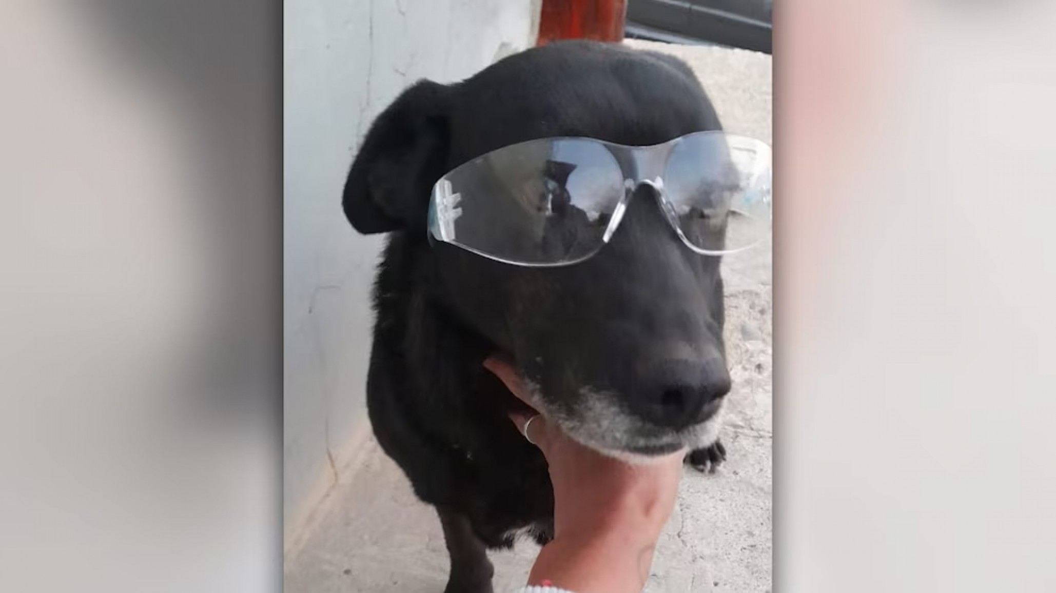 Una perra fue torturada y enterrada viva: murió por falta de atención veterinaria