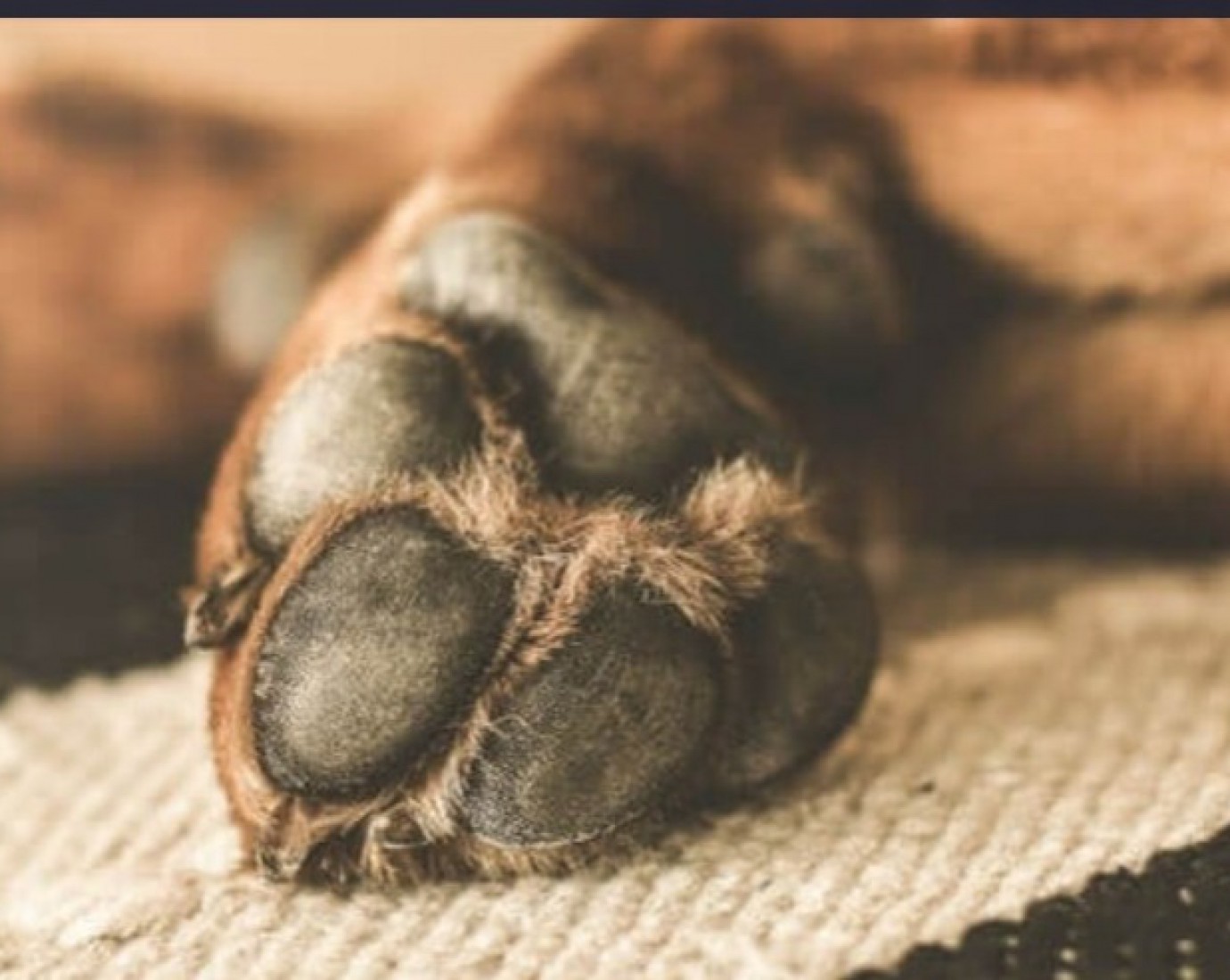 Vecina acusa a un vecino por la muerte de su perro electrocutado y su perra baleada: "que le retiren el arma"