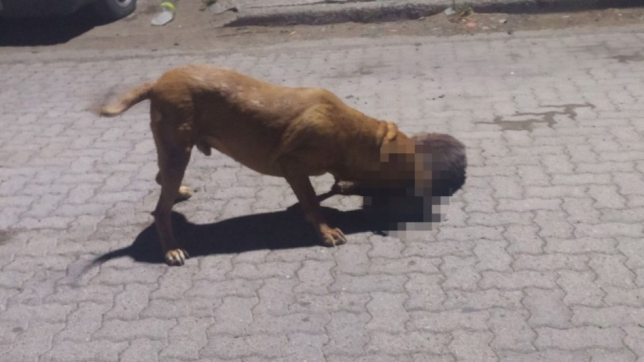 Un pitbull mató a nueve mascotas y mordió a tres personas