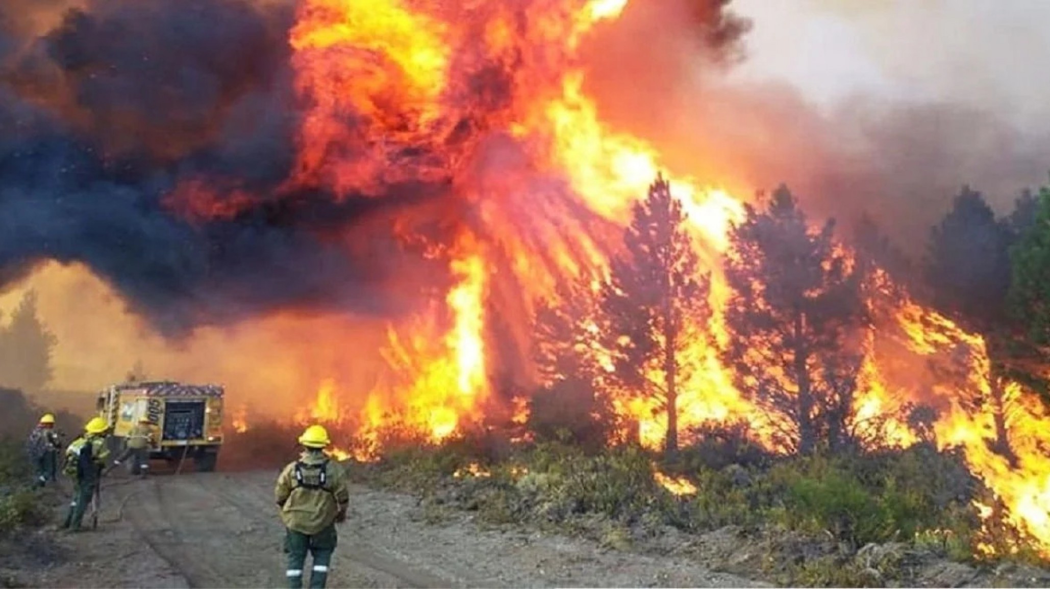 Crearon una web para encontrar mascotas perdidas en los incendios de la Patagonia