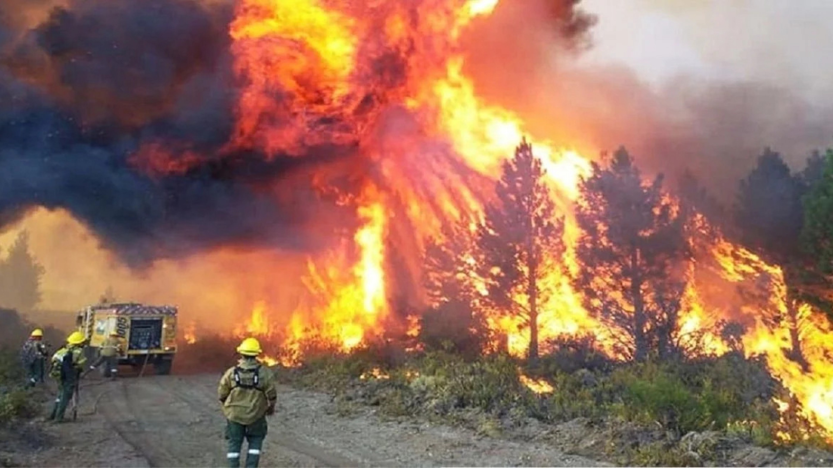 Crearon una web para encontrar mascotas perdidas en los incendios de la Patagonia